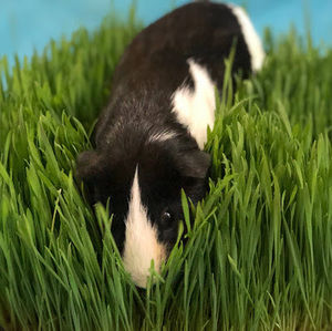 Meet your Posher, Ethan